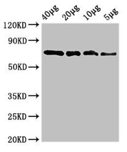 Western Blot. Positive WB detected in: Recombinant protein 40µg, 20µg, 10µg, 5µg. All lanes: sox10 antibody at 3.4µg/ml. Secondary. Goat polyclonal to rabbit IgG at 1/50000 dilution. Predicted band size: 73 kDa. Observed band size: 73 kDa