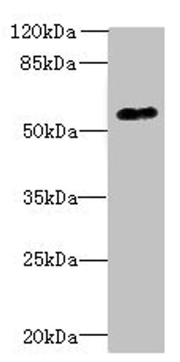 Western blot. All lanes: GPR176 antibody at 10µg/ml + A431 whole cell lysate. Secondary. Goat polyclonal to rabbit IgG at 1/10000 dilution. Predicted band size: 57, 53 kDa. Observed band size: 57 kDa