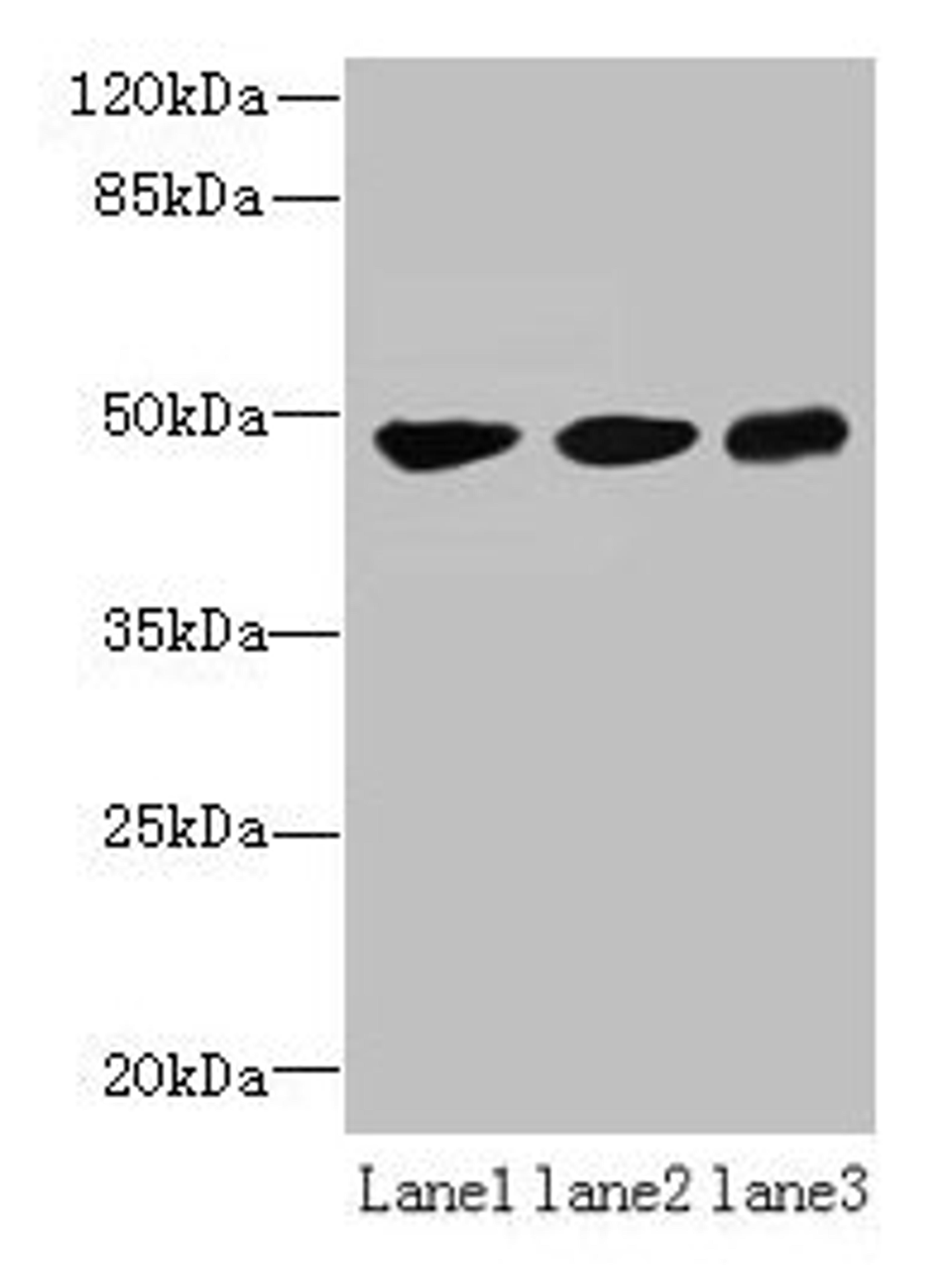 Western blot. All lanes: UXS1 antibody at 6µg/ml. Lane 1: Mouse lung tissue. Lane 2: Jurkat whole cell lysate. Lane 3: HepG2 whole cell lysate. Secondary. Goat polyclonal to rabbit IgG at 1/10000 dilution. Predicted band size: 48, 49, 29 kDa. Observed band size: 48 kDa