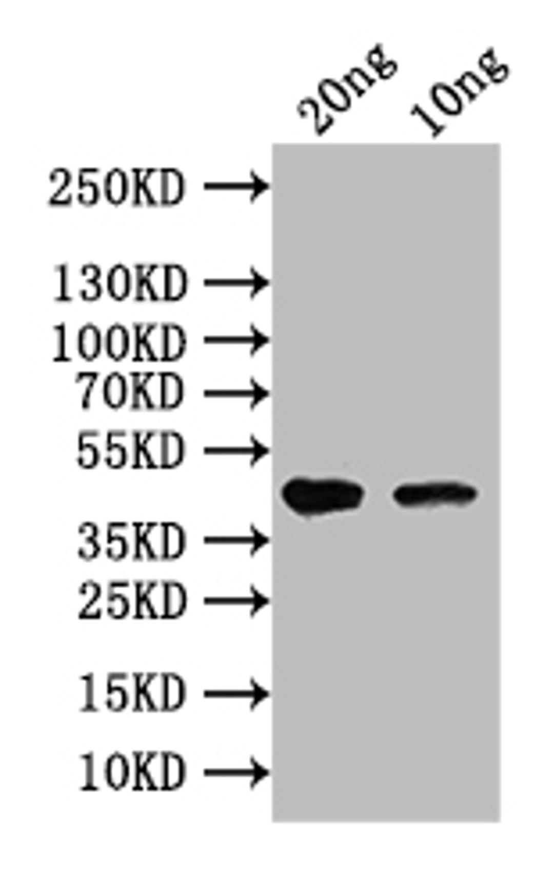 Western Blot. Positive WB detected in: recombinant protein. All lanes: vapC Antibody at 1:1000. Secondary. Goat polyclonal to rabbit IgG at 1/50000 dilution. Predicted band size: 44 kDa. Observed band size: 44 kDa. 