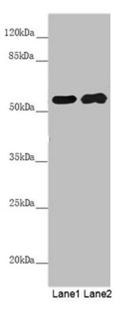 Western blot. All lanes: PACSIN2 antibody at 5.29µg/ml. Lane 1: Hela whole cell lysate. Lane 2: HepG2 whole cell lysate. Secondary. Goat polyclonal to rabbit IgG at 1/10000 dilution. Predicted band size: 56, 52 kDa. Observed band size: 56 kDa