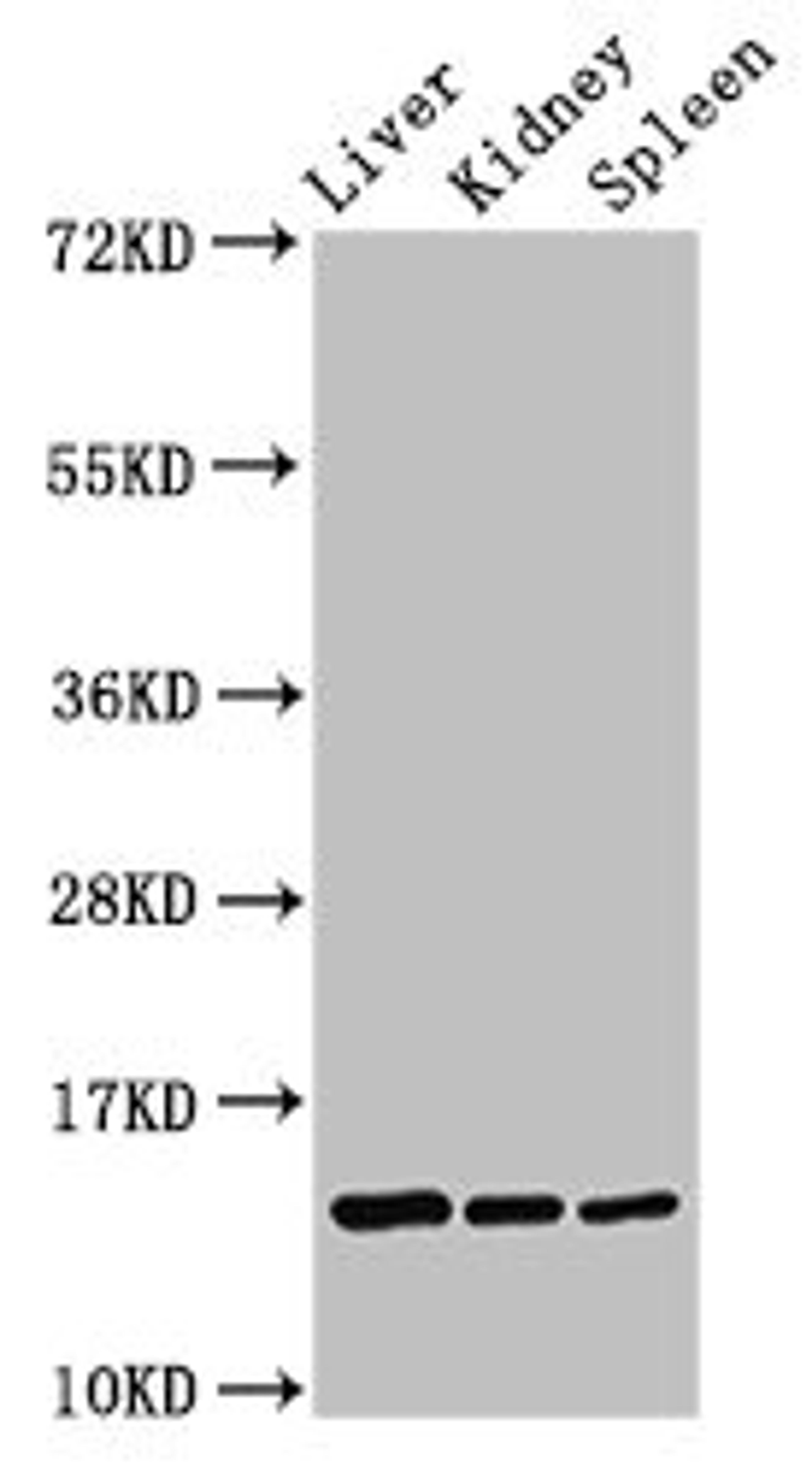 Western Blot. Positive WB detected in: Rat liver tissue, Rat kidney tissue, Rat spleen tissue. All lanes: CCDC26 antibody at 2.6ug/ml. Secondary. Goat polyclonal to rabbit IgG at 1/50000 dilution. Predicted band size: 14 kDa. Observed band size: 14 kDa. 