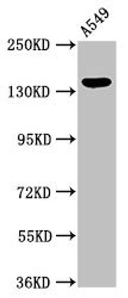 Western Blot. Positive WB detected in: A549 whole cell lysate. All lanes: PLIN4 antibody at 2.7ug/ml. Secondary. Goat polyclonal to rabbit IgG at 1/50000 dilution. Predicted band size: 135, 141 kDa. Observed band size: 135 kDa. 