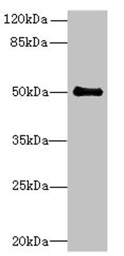Western blot. All lanes: IFI44 antibody at 6µg/ml + Mouse lung tissue. Secondary. Goat polyclonal to rabbit IgG at 1/10000 dilution. Predicted band size: 51, 15 kDa. Observed band size: 51 kDa