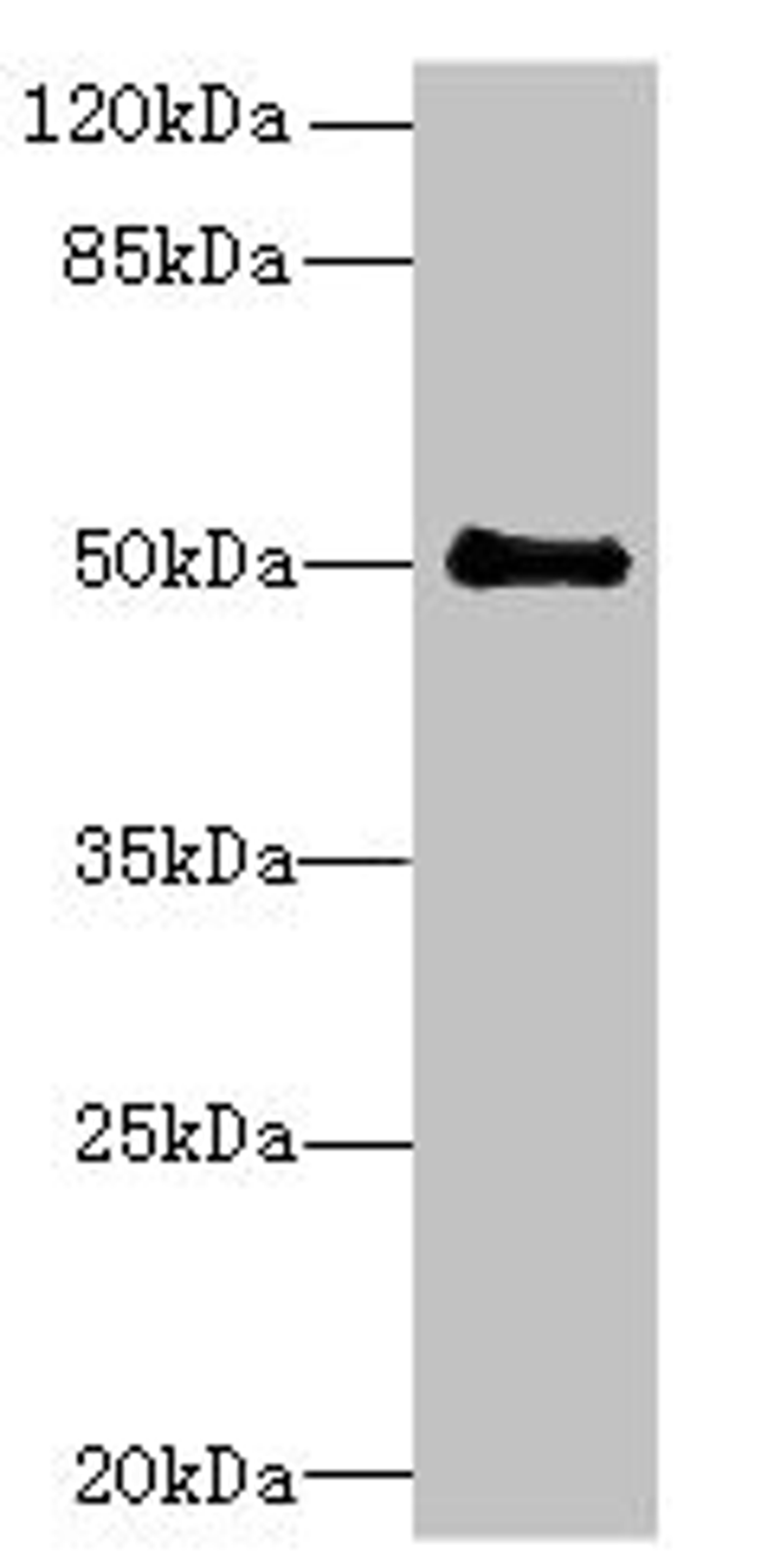 Western blot. All lanes: IFI44 antibody at 6µg/ml + Mouse lung tissue. Secondary. Goat polyclonal to rabbit IgG at 1/10000 dilution. Predicted band size: 51, 15 kDa. Observed band size: 51 kDa