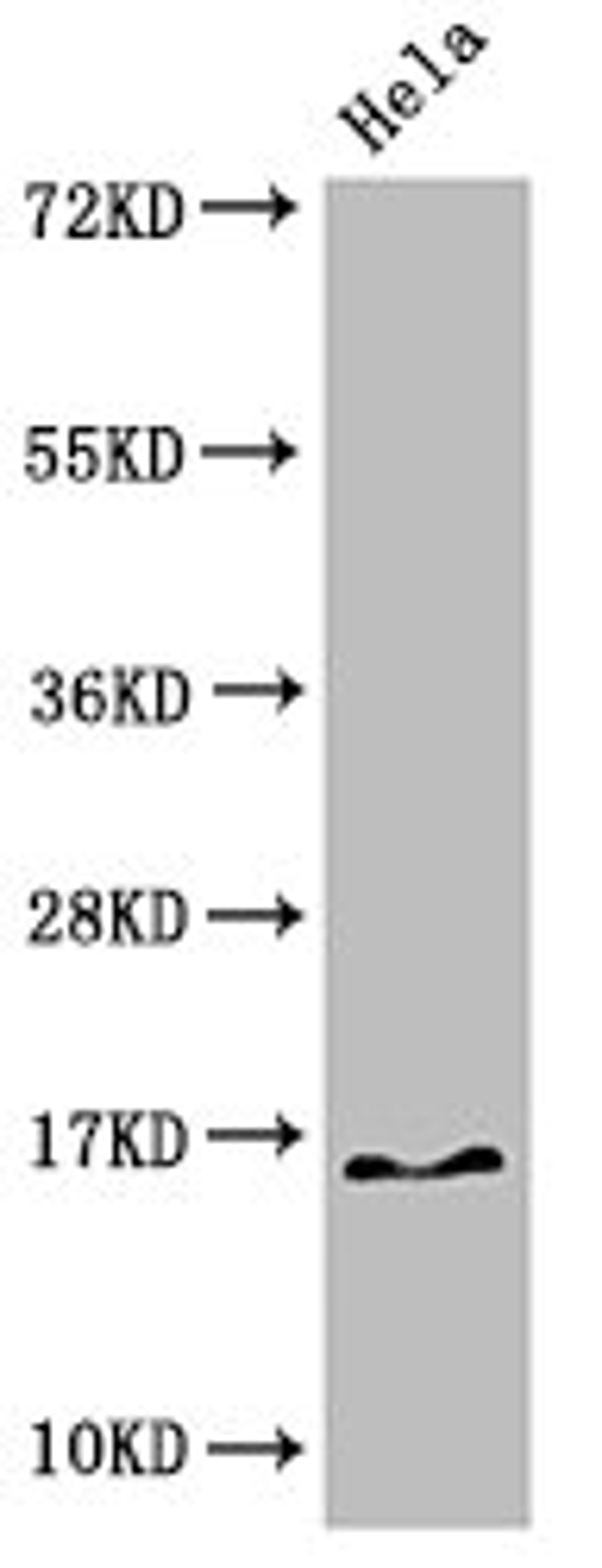 Western Blot. Positive WB detected in: Hela cell acid extracts. All lanes: HIST1H3A antibody at 3.125µg/ml. Secondary. Goat polyclonal to rabbit IgG at 1/50000 dilution. Predicted band size: 16 kDa. Observed band size: 16 kDa
