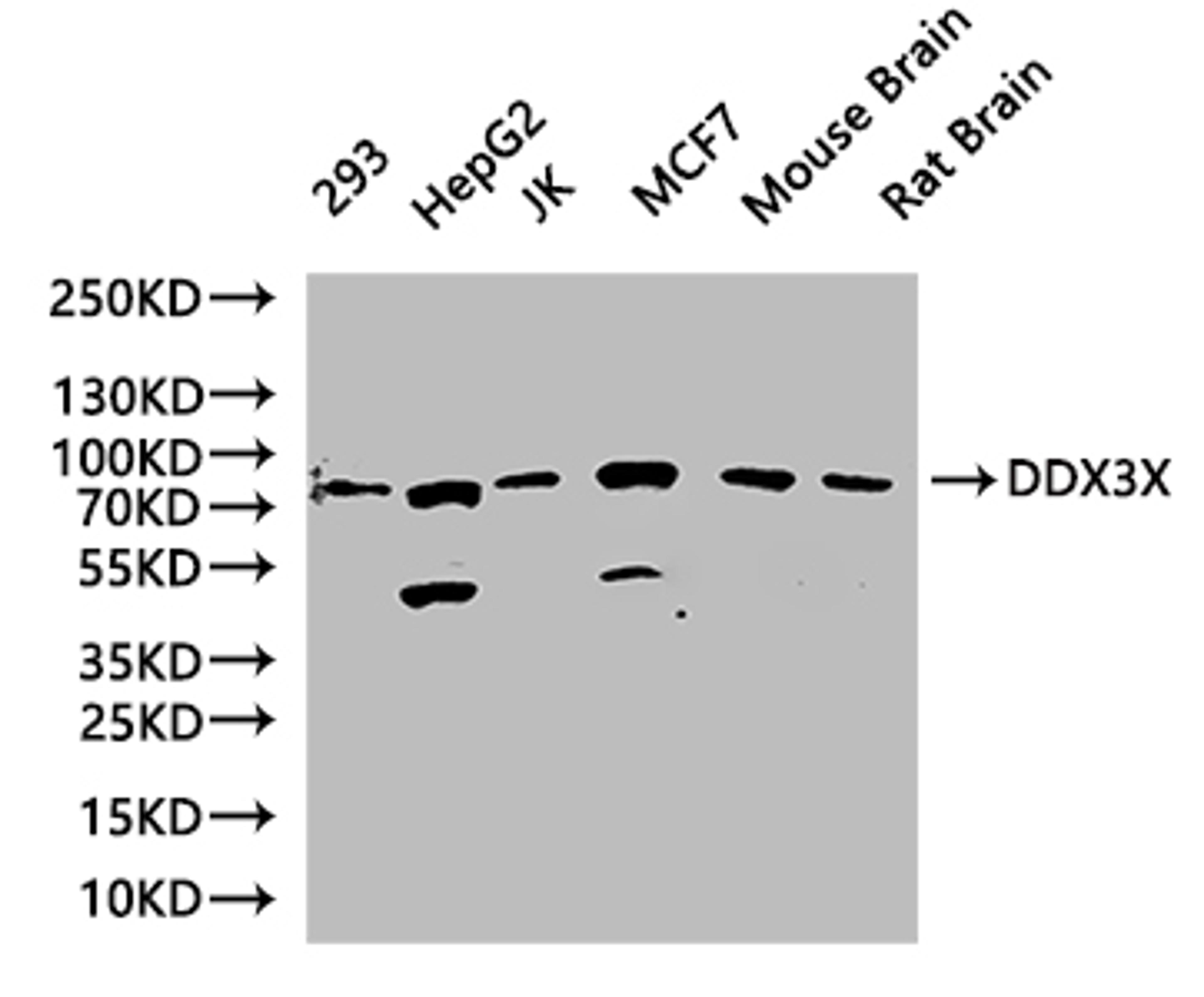 Western Blot. Positive WB detected in: K562 whole cell lysate, Jurkat whole cell lysate, MCF-7 whole cell lysate, Rat brain tissue, Rat heart tissue, Mouse liver tissue, Mouse kidney tissue. All lanes: DDX3X antibody at 3µg/ml. Secondary. Goat polyclonal to rabbit IgG at 1/50000 dilution. Predicted band size: 74, 72 kDa. Observed band size: 74 kDa