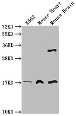 Western Blot. Positive WB detected in: K562 <span style="color: rgb(51, 51, 51); font-family: Arial, Helvetica;">whole cell lysate, </span>Mouse heart tissue, Mouse brain tissueAll lanes: FUNDC1 antibody at 3µg/ml. Secondary. Goat polyclonal to rabbit IgG at 1/50000 dilution. Predicted band size: 18 kDa. Observed band size: 18 kDa