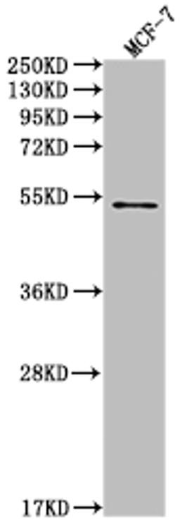 Western Blot. Positive WB detected in: MCF-7 whole cell lysate. All lanes: PD1 antibody at 1:2000. Secondary. Goat polyclonal to rabbit IgG at 1/50000 dilution. Predicted band size: 32 KDa. Observed band size: 32 kDa. 