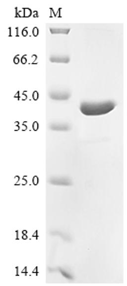 (Tris-Glycine gel) Discontinuous SDS-PAGE (reduced) with 5% enrichment gel and 15% separation gel.