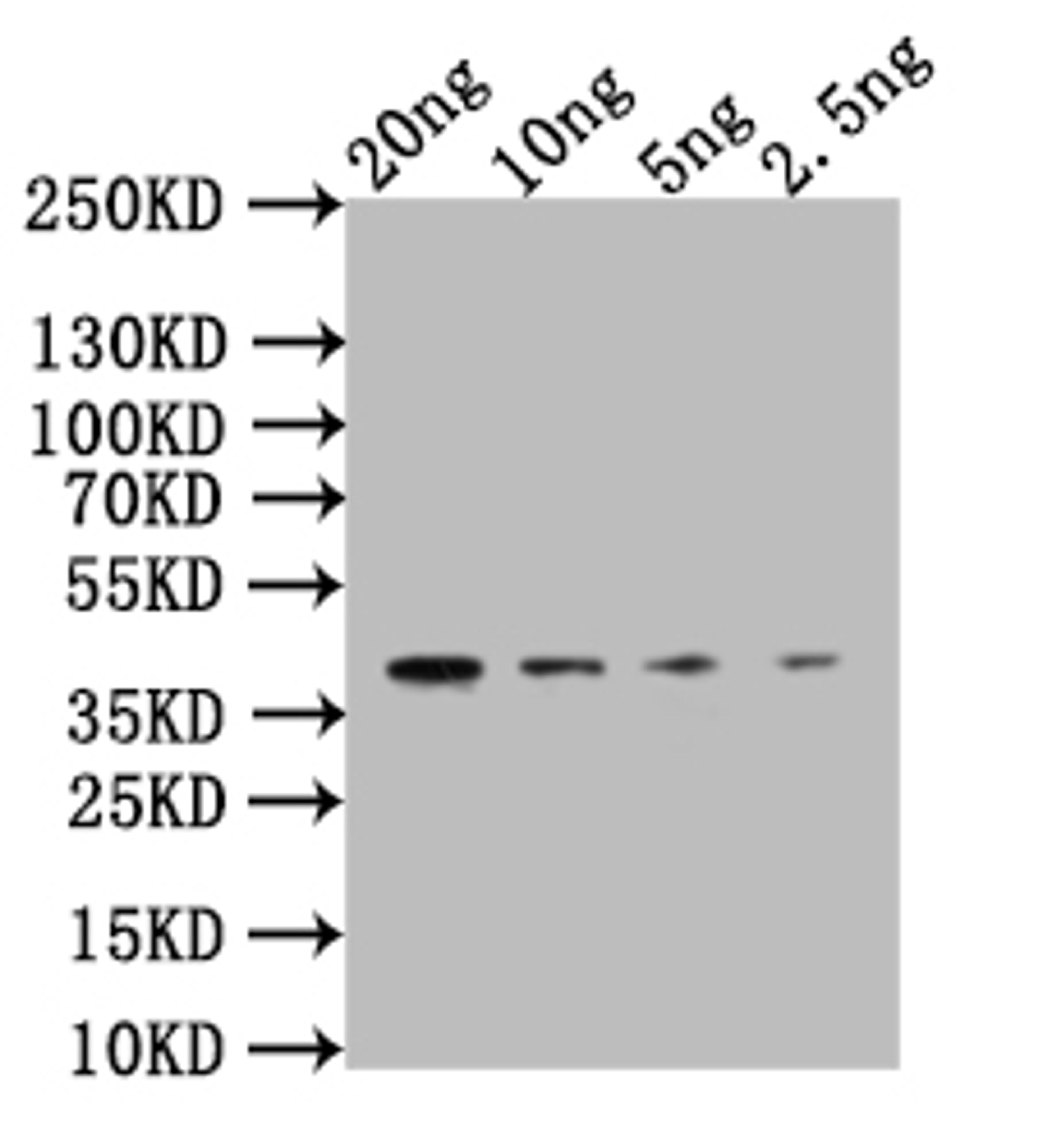 Western Blot. Positive WB detected in: recombinant protein. All lanes:CLB2 Antibody at 1:1000. Secondary. Goat polyclonal to rabbit IgG at 1/50000 dilution. Predicted band size: 34 kDa. Observed band size: 34 kDa. 