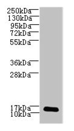 Western blot. All lanes: LSM7 antibody at 3ug/ml + HepG2 whole cell lysate. Secondary. Goat polyclonal to rabbit IgG at 1/10000 dilution. Predicted band size: 12 kDa. Observed band size: 12 kDa. 