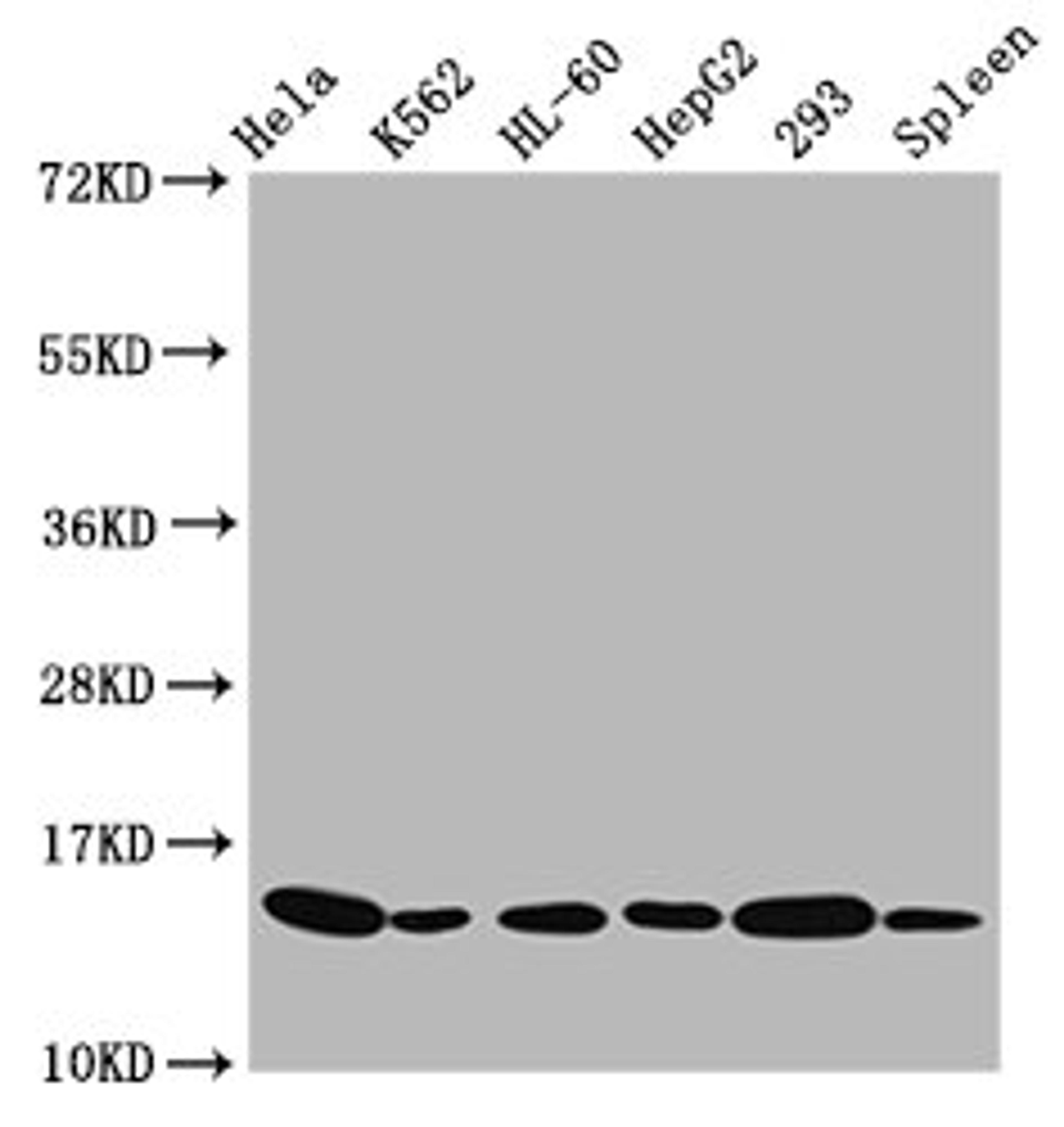 Western Blot. Positive WB detected in: Hela whole cell lysate, K562 whole cell lysate, HL60 whole cell lysate, HepG2 whole cell lysate, 293 whole cell lysate, Rat spleen tissue. All lanes: HIST1H2BC antibody at 0.81µg/ml. Secondary. Goat polyclonal to rabbit IgG at 1/50000 dilution. Predicted band size: 14 kDa. Observed band size: 14 kDa