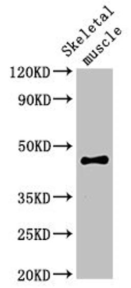 Western Blot. Positive WB detected in: Rat skeletal muscle tissue. All lanes: OLFML3 antibody at 2ug/ml. Secondary. Goat polyclonal to rabbit IgG at 1/50000 dilution. Predicted band size: 47, 44, 33 kDa. Observed band size: 47 kDa. 