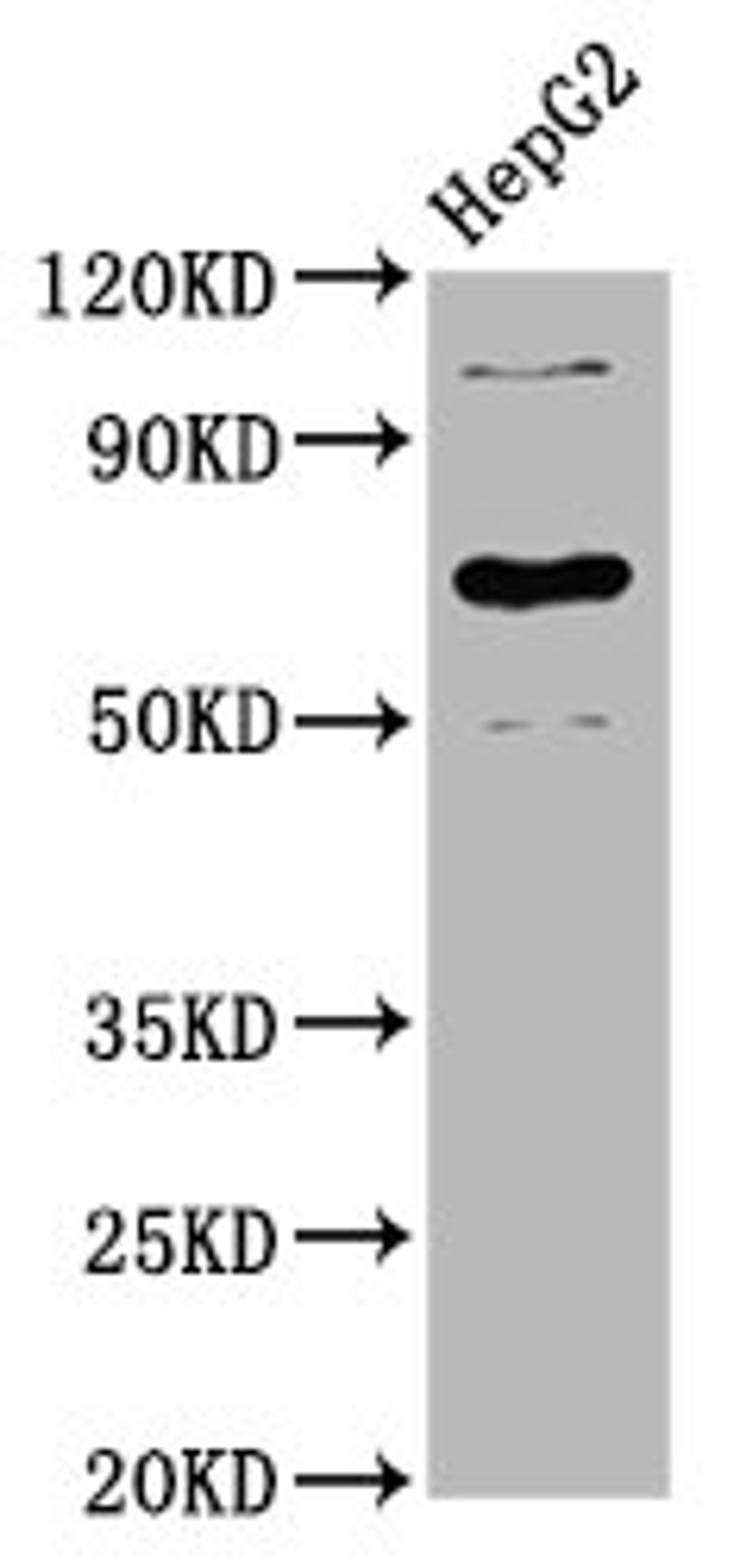 Western Blot. Positive WB detected in: HepG2 whole cell lysate. All lanes: LILRB3 antibody at 3.9µg/ml. Secondary. Goat polyclonal to rabbit IgG at 1/50000 dilution. Predicted band size: 70, 72 kDa. Observed band size: 70 kDa