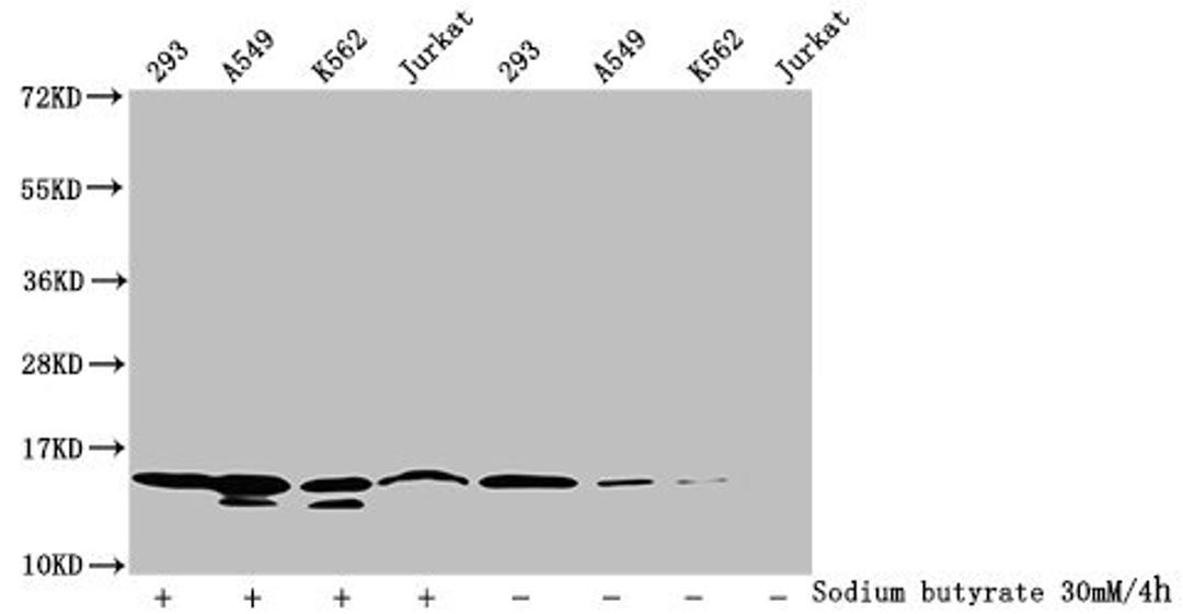 Western Blot. Detected samples: 293 whole cell lysate, A549 whole cell lysate, K562 whole cell lysate, Jurkat whole cell lysate; Untreated (-) or treated (+) with 30mM sodium butyrate for 4h. All lanes: HIST1H2BC antibody at 1:100. Secondary. Goat polyclonal to rabbit IgG at 1/50000 dilution. Predicted band size: 14 kDa. Observed band size: 14 kDa