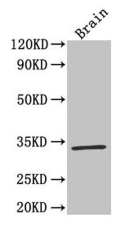 Western Blot. Positive WB detected in: Mouse brain tissue. All lanes: F3 antibody at 4µg/ml. Secondary. Goat polyclonal to rabbit IgG at 1/50000 dilution. Predicted band size: 34, 28 kDa. Observed band size: 34 kDa