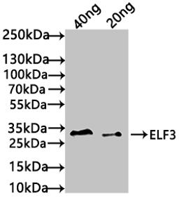 Western Blot. Positive WB detected in: recombinant protein. All lanes: ELF3 Antibody at 1:1000. Secondary. Goat polyclonal to rabbit IgG at 1/50000 dilution. Predicted band size: 33 kDa. Observed band size: 34 kDa. 