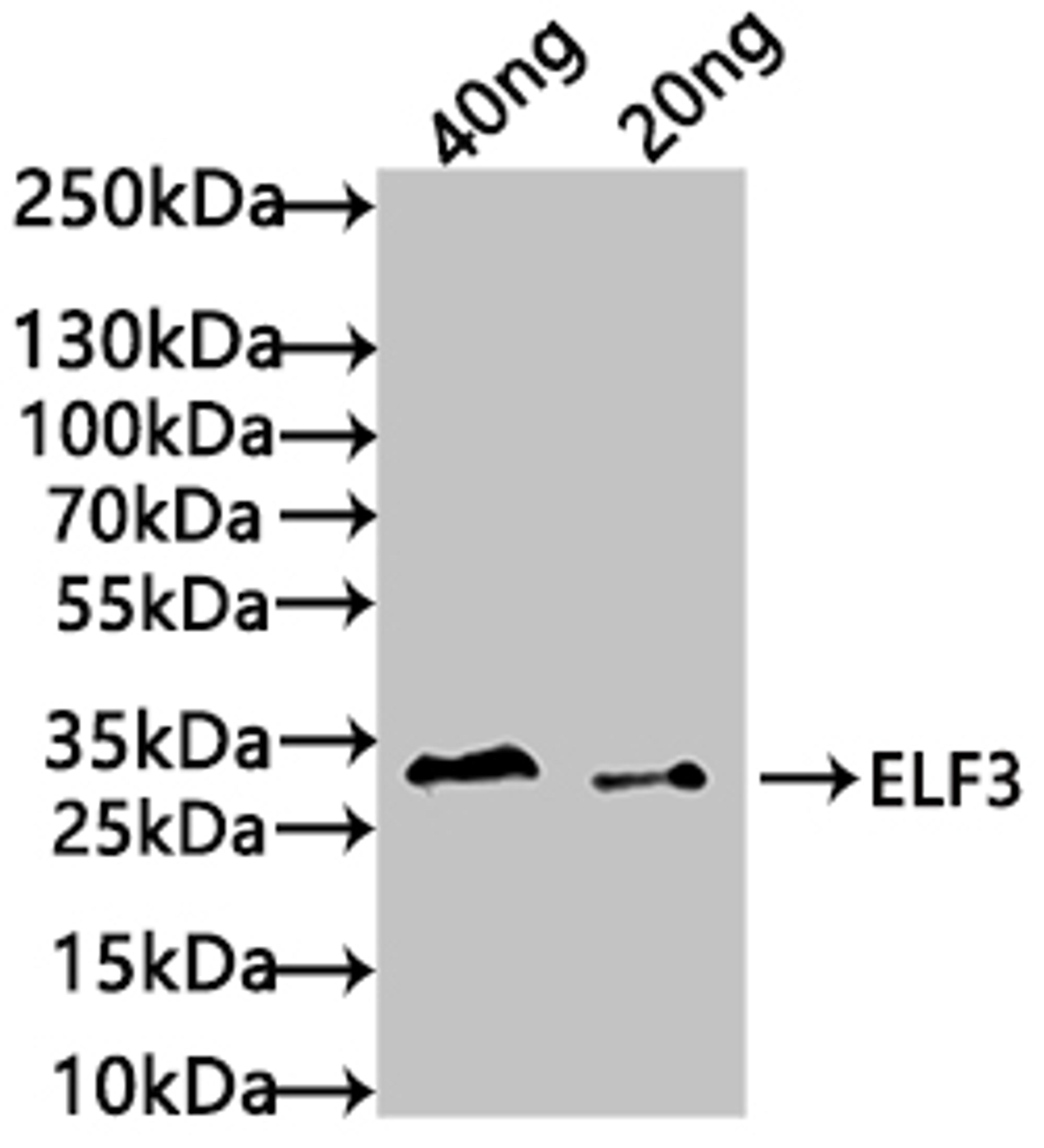 Western Blot. Positive WB detected in: recombinant protein. All lanes: ELF3 Antibody at 1:1000. Secondary. Goat polyclonal to rabbit IgG at 1/50000 dilution. Predicted band size: 33 kDa. Observed band size: 34 kDa.