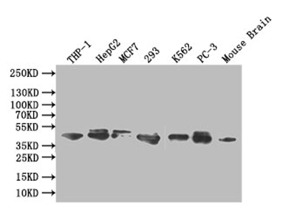 Western Blot. Positive WB detected in: THP-1 whole cell lysate, HEPG2 whole cell lysate,MCF7 whole cell lysate,293 whole cell lysate,K562 whole cell lysate,PC-3 whole cell lysate, Mouse brain tissue lysate. All lanes: ERK1/2 antibody at 1:1000. Secondary. Goat polyclonal to rabbit IgG at 1/50000 dilution. Predicted band size: 42,44 kDa. Observed band size: 42,44 kDa.