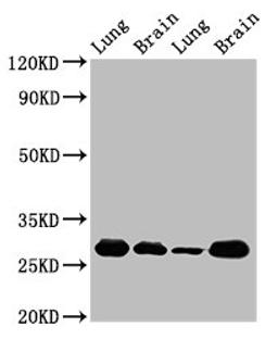 Western Blot. Positive WB detected in: Rat lung tissue, Rat brain tissue, Mouse lung tissue, Mouse brain tissue. All lanes: SFN antibody at 5ug/ml. Secondary. Goat polyclonal to rabbit IgG at 1/50000 dilution. Predicted band size: 28, 25 kDa. Observed band size: 28 kDa. 