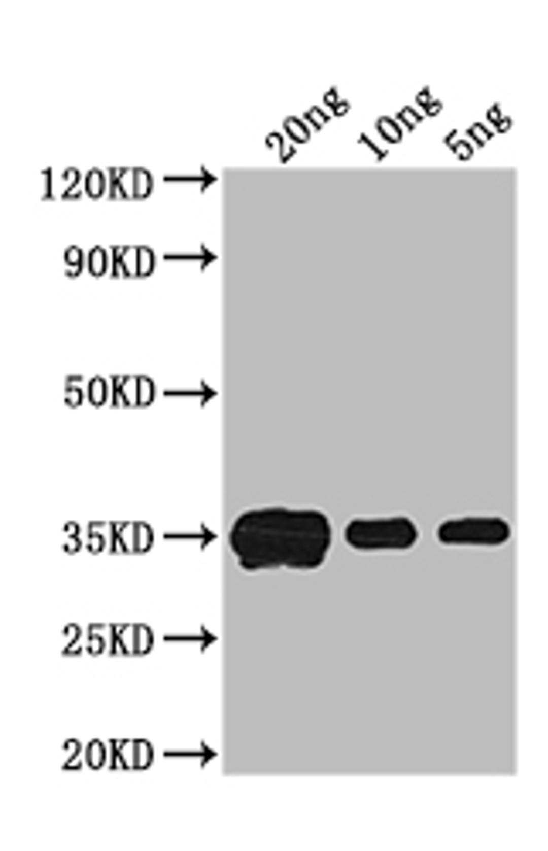Western Blot. Positive WB detected in: recombinant protein. All lanes: crr Antibody at 1:1000. Secondary. Goat polyclonal to rabbit IgG at 1/50000 dilution. Predicted band size: 33 kDa. Observed band size: 33 kDa. 
