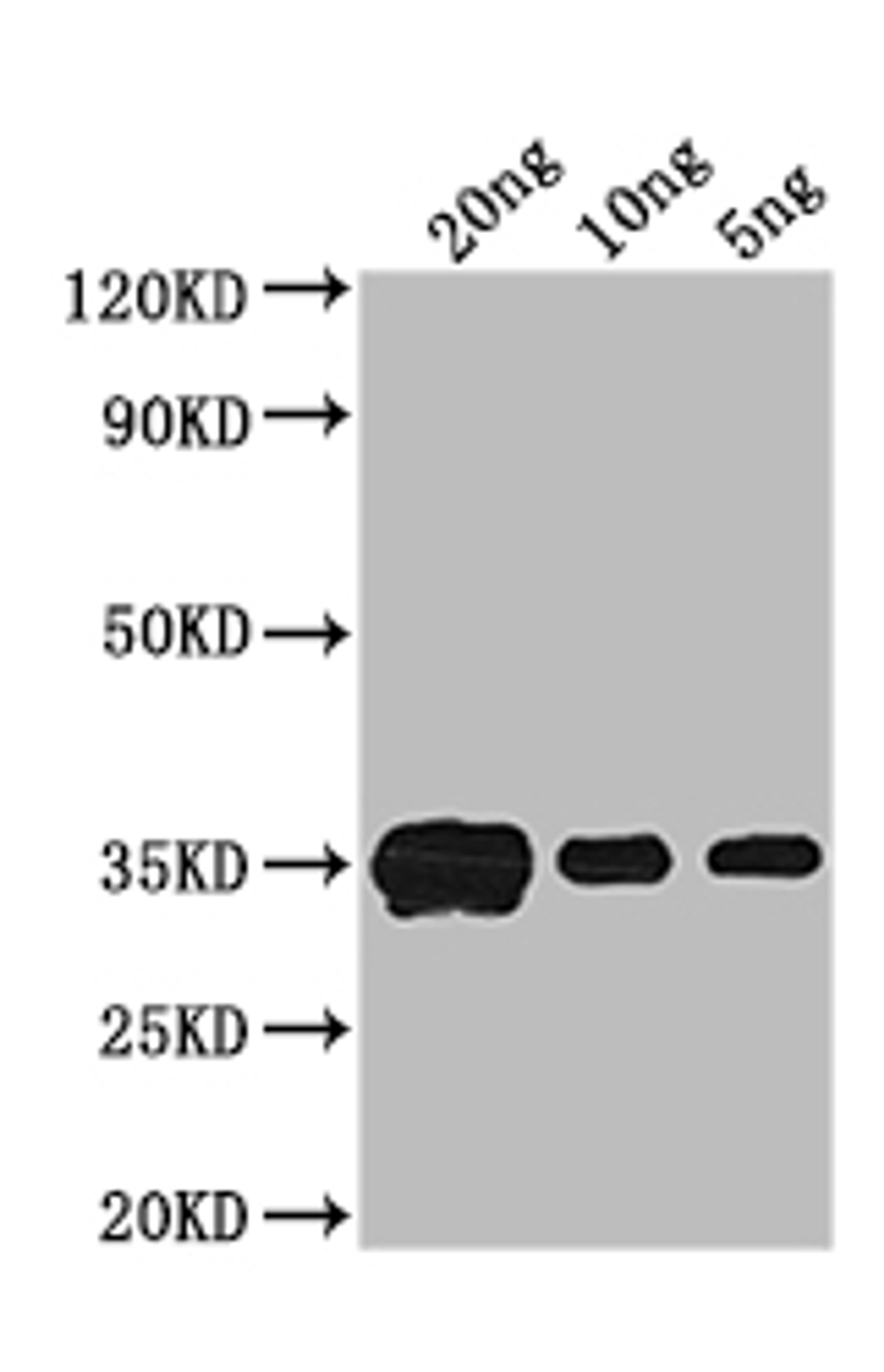 Western Blot. Positive WB detected in: recombinant protein. All lanes: crr Antibody at 1:1000. Secondary. Goat polyclonal to rabbit IgG at 1/50000 dilution. Predicted band size: 33 kDa. Observed band size: 33 kDa. 