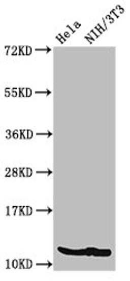 Western Blot. Positive WB detected in: Hela cell acid extracts, NIH/3T3 cell acid extracts. All lanes: HIST1H4A antibody at 2µg/ml. Secondary. Goat polyclonal to rabbit IgG at 1/50000 dilution. Predicted band size: 12 kDa. Observed band size: 12 kDa