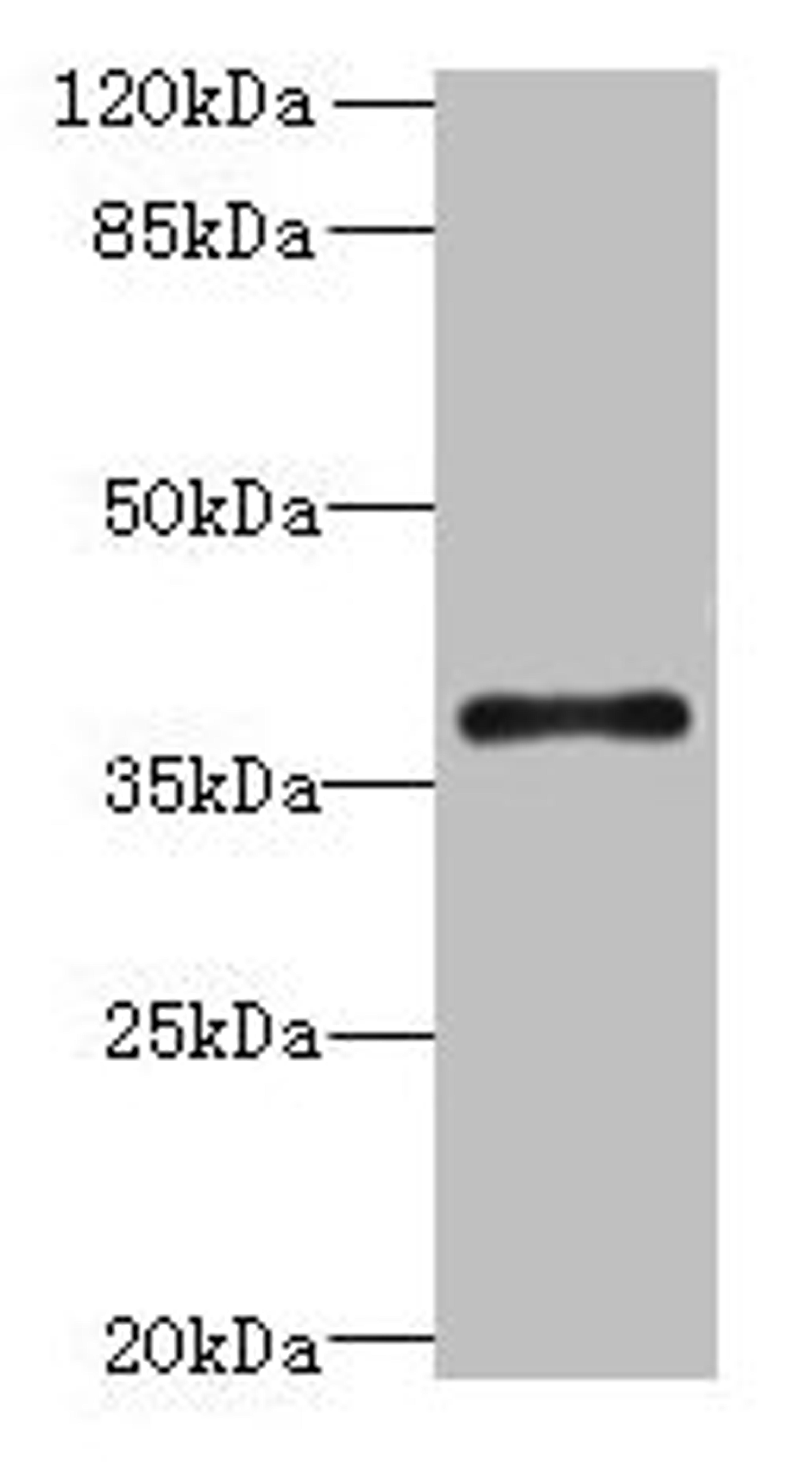 Western blot. All lanes: SUCNR1 antibody at 6µg/ml + Hela whole cell lysate. Secondary. Goat polyclonal to rabbit IgG at 1/10000 dilution. Predicted band size: 39 kDa. Observed band size: 39 kDa