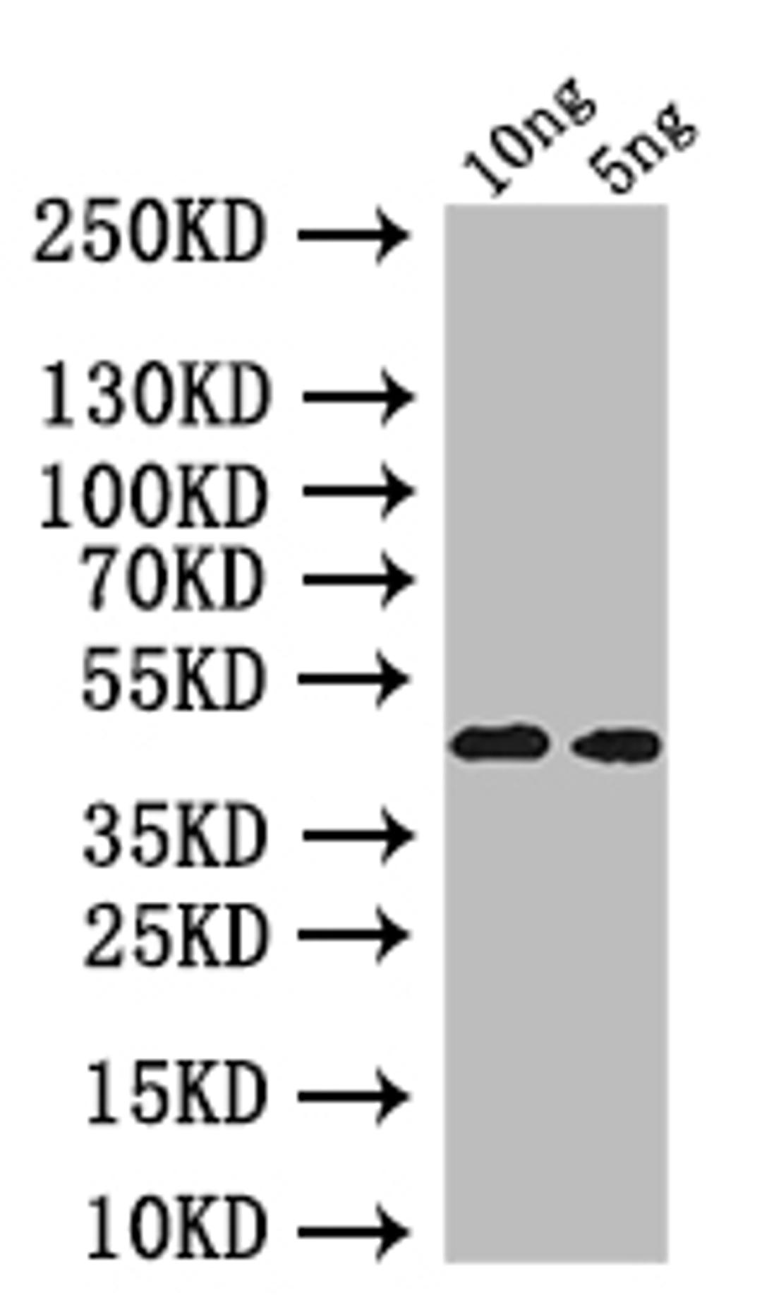 Western Blot. Positive WB detected in: recombinant protein. All lanes: oprI Antibody at 1:1000. Secondary. Goat polyclonal to rabbit IgG at 1/50000 dilution. Predicted band size: 40 kDa. Observed band size: 40 kDa. 