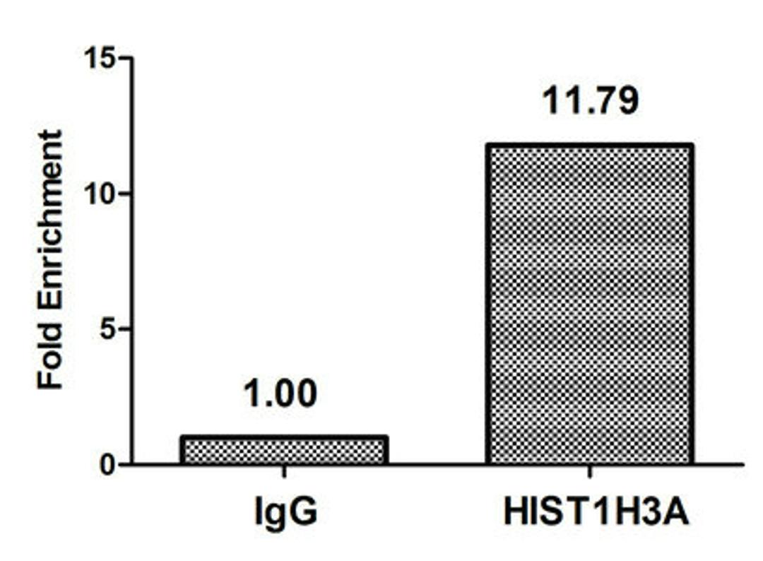 Chromatin Immunoprecipitation Hela (10<sup>6</sup>, treated with 30mM sodium butyrate for 4h) were treated with Micrococcal Nuclease, sonicated, and immunoprecipitated with 5µg anti-HIST1H3A (CSB-PA010418OA22acHU) or a control normal rabbit IgG. The resulting ChIP DNA was quantified using real-time PCR with primers against the β-Globin promoter.