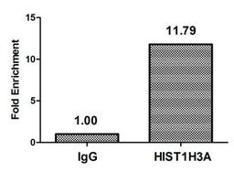 Chromatin Immunoprecipitation Hela (10<sup>6</sup>, treated with 30mM sodium butyrate for 4h) were treated with Micrococcal Nuclease, sonicated, and immunoprecipitated with 5µg anti-HIST1H3A (CSB-PA010418OA22acHU) or a control normal rabbit IgG. The resulting ChIP DNA was quantified using real-time PCR with primers against the β-Globin promoter.