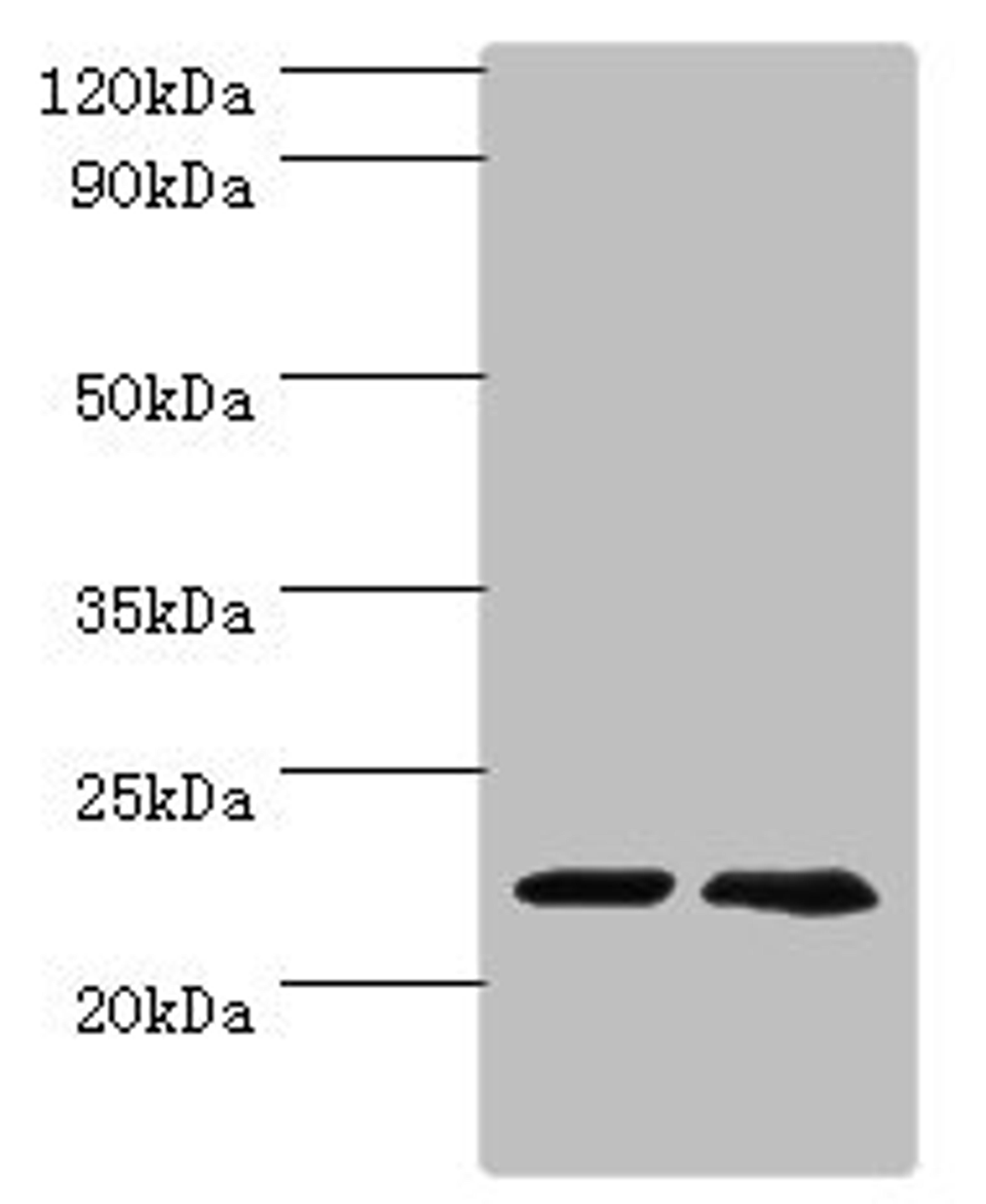 Western blot. All lanes: ASF1A antibody at 2µg/ml. Lane 1: Jurkat whole cell lysate. Lane 2: A431 whole cell lysate. Secondary. Goat polyclonal to rabbit IgG at 1/10000 dilution. Predicted band size: 23 kDa. Observed band size: 23 kDa