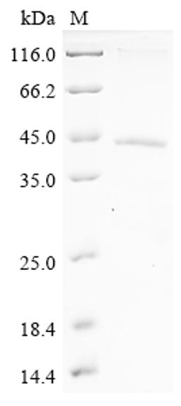 (Tris-Glycine gel) Discontinuous SDS-PAGE (reduced) with 5% enrichment gel and 15% separation gel.