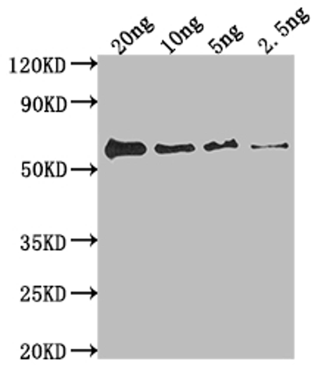 Western Blot. Positive WB detected in Recombinant protein. All lanes: fimH antibody at 1:2000. Secondary. Goat polyclonal to rabbit IgG at 1/50000 dilution. Predicted band size: 59.1 kDa. Observed band size: 59 kDa. 