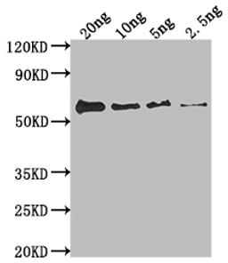 Western Blot. Positive WB detected in Recombinant protein. All lanes: fimH antibody at 1:2000. Secondary. Goat polyclonal to rabbit IgG at 1/50000 dilution. Predicted band size: 59.1 kDa. Observed band size: 59 kDa. 