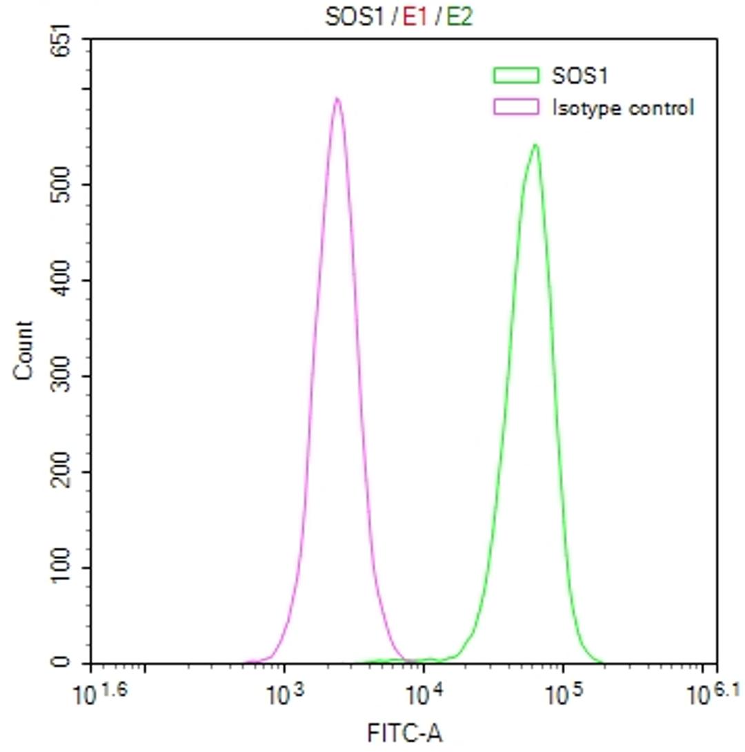 Overlay Peak curve showing Hela cells stained with CSB-RA561936A0HU (red line) at 1:50. The cells were fixed in 4% formaldehyde and permeated by 0.2% TritonX-100. Then 10% normal goat serum to block non-specific protein-protein interactions followed by the antibody (1µg/1*10<sup>6</sup>cells) for 45min at 4℃. The secondary antibody used was FITC-conjugated Goat Anti-rabbit IgG(H+L) at 1:200 dilution for 35min at 4℃.Control antibody (green line) was rabbit IgG (1µg/1*10<sup>6</sup>cells) used under the same conditions. Acquisition of >10,000 events was performed.