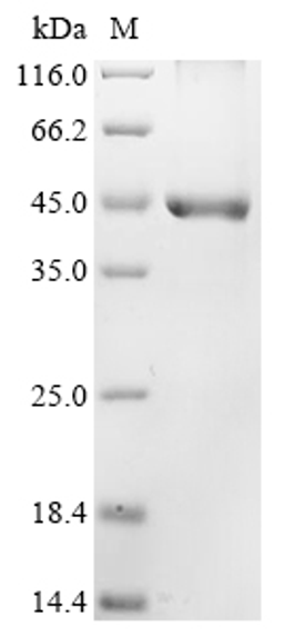 (Tris-Glycine gel) Discontinuous SDS-PAGE (reduced) with 5% enrichment gel and 15% separation gel.
