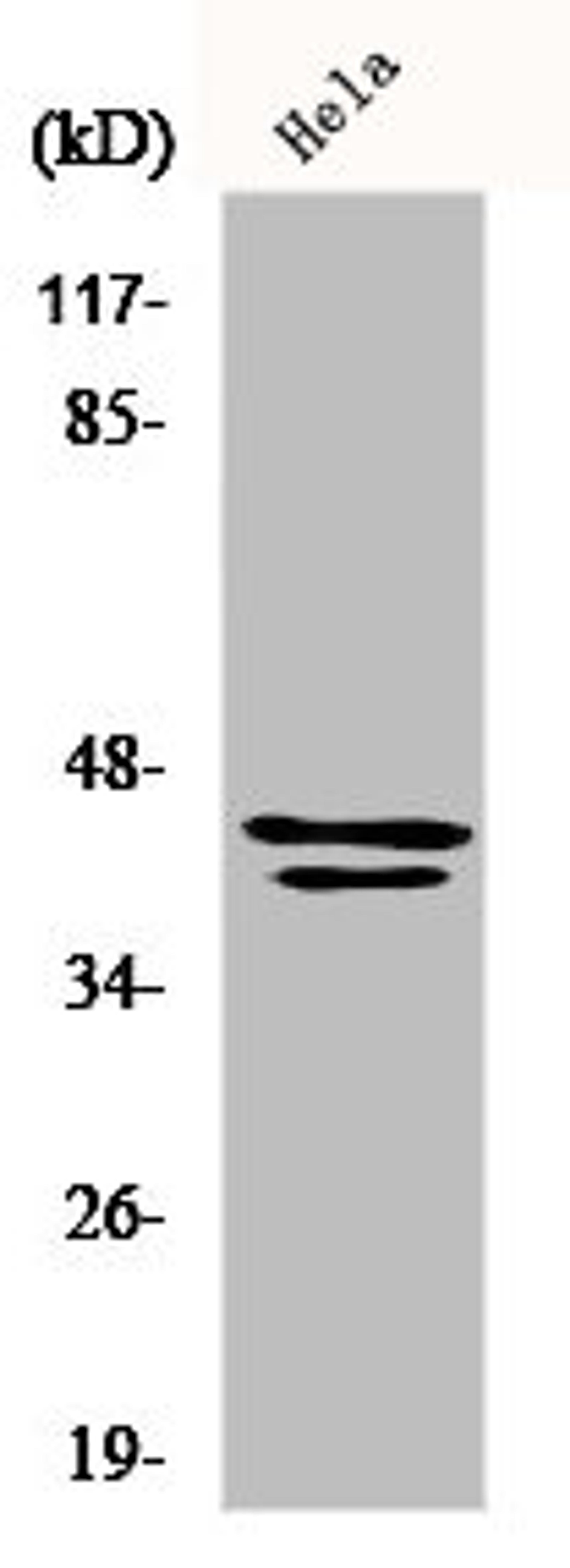 Western Blot analysis of Hela cells using ERK 1/2 Polyclonal Antibody