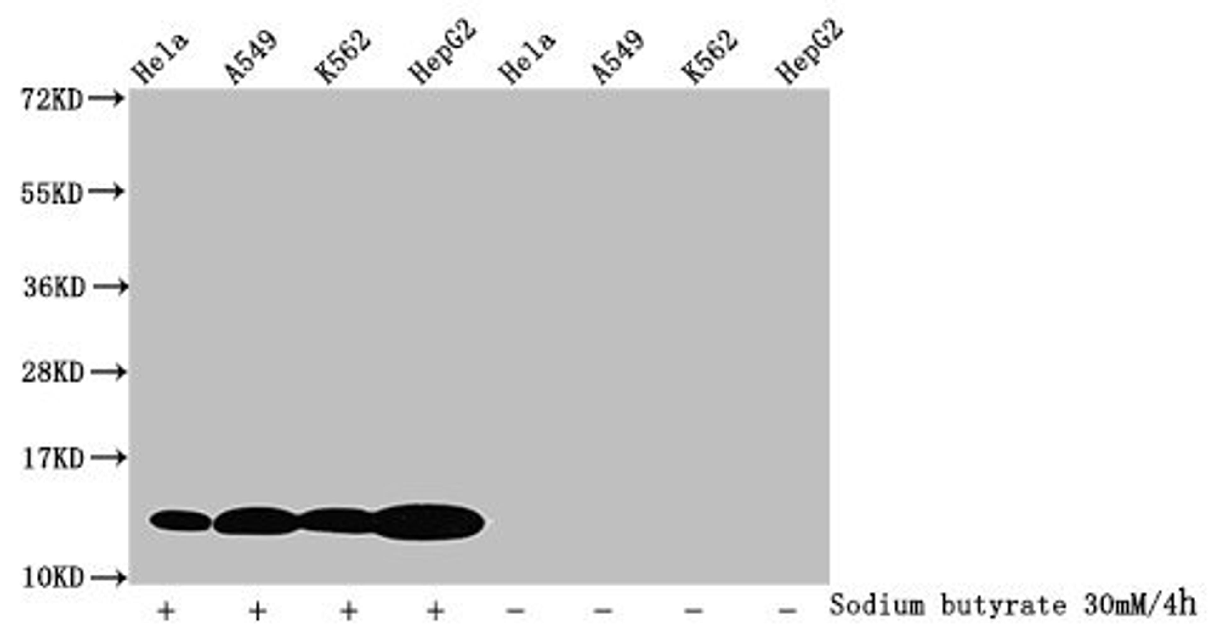 Western Blot. Detected samples: Hela whole cell lysate, A549 whole cell lysate, K562 whole cell lysate, HepG2 whole cell lysate; Untreated (-) or treated (+) with 30mM sodium butyrate for 4h. All lanes: HIST1H4A antibody at 1.25µg/ml. Secondary. Goat polyclonal to rabbit IgG at 1/50000 dilution. Predicted band size: 12 kDa. Observed band size: 12 kDa