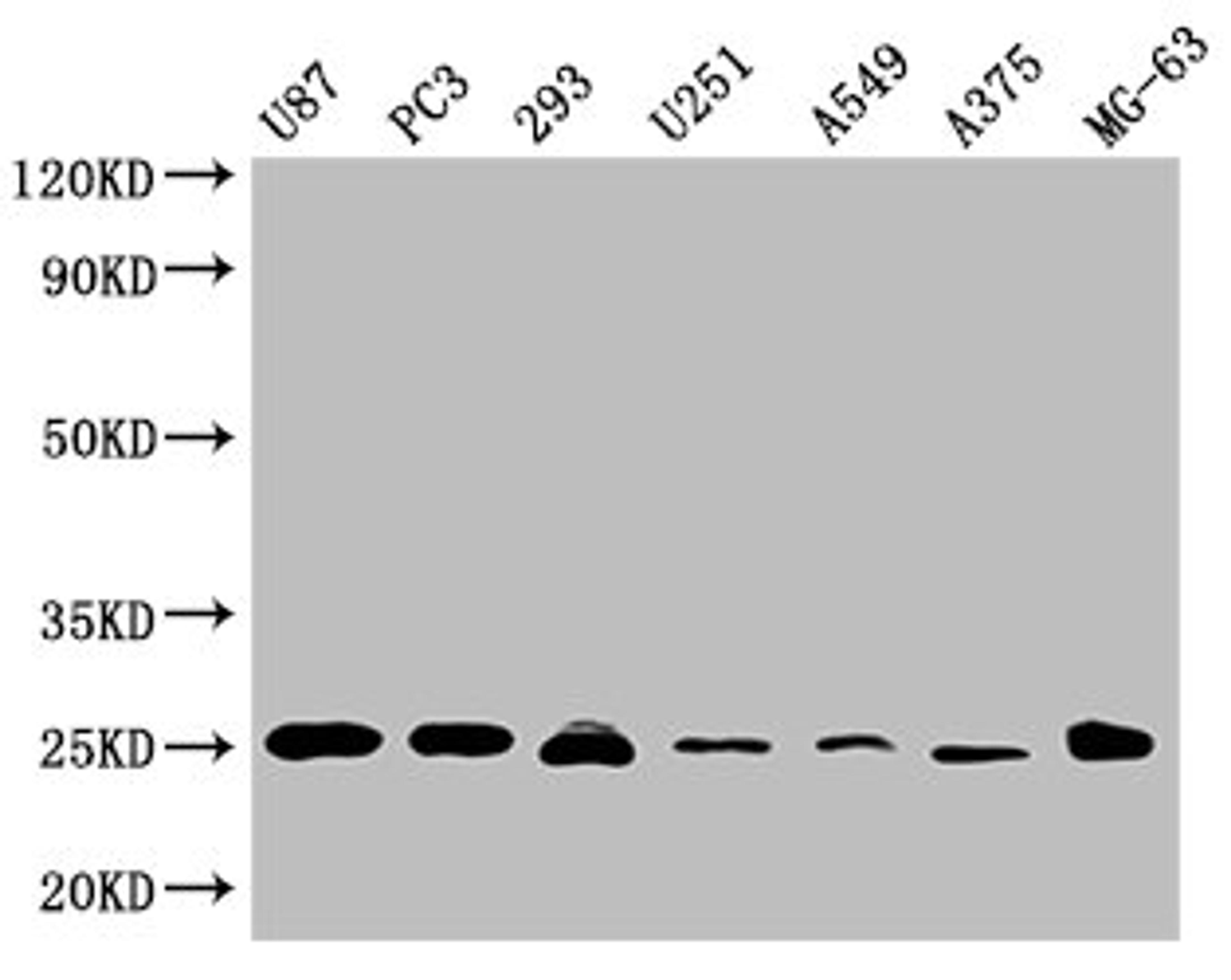 Western Blot. Positive WB detected in: U87 whole cell lysate, PC3 whole cell lysate, 293 whole cell lysate, U251 whole cell lysate, A549 whole cell lysate, A375 whole cell lysate, MG-63 whole cell lysate . All lanes CD9 antibody at 1:2000. Secondary. Goat polyclonal to mouse IgG at 1/50000 dilution. Predicted band size: 25 KDa. Observed band size: 25 KDa. Exposure time：5min