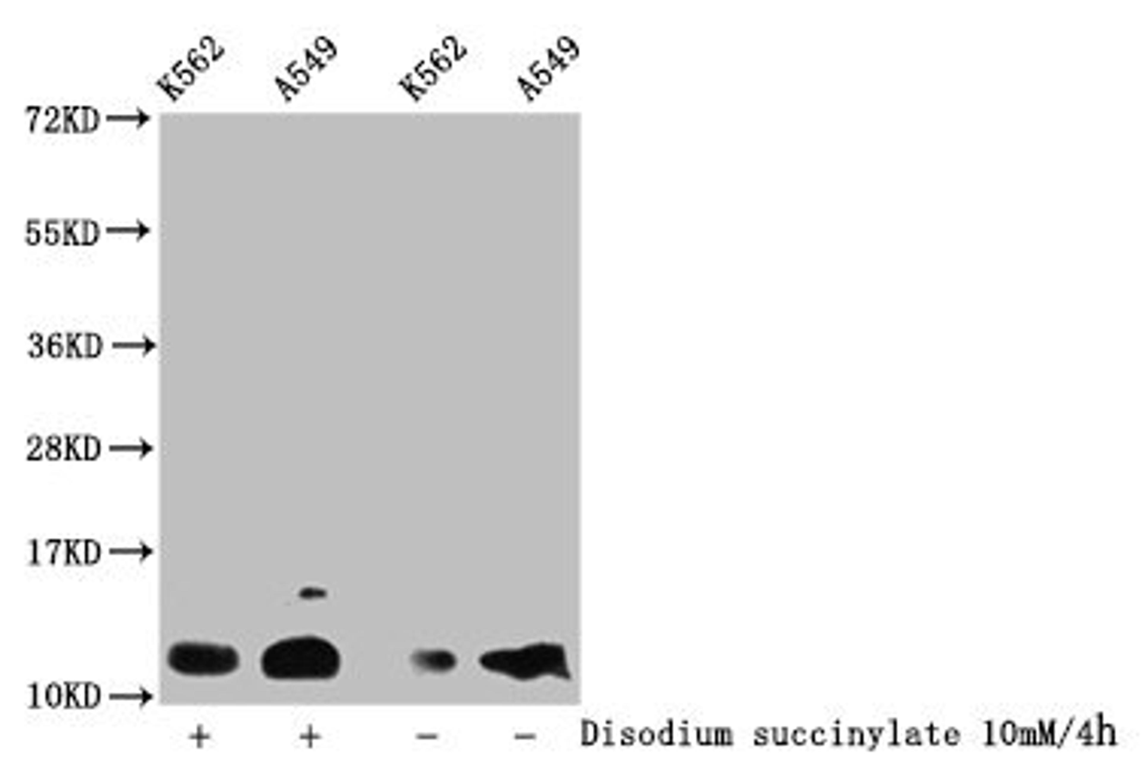 Western Blot. Detected samples: K562 whole cell lysate, A549 whole cell lysate; Untreated (-) or treated (+) with 10mM disodium succinylate for 4h. All lanes: HIST1H4A antibody at 1:100. Secondary. Goat polyclonal to rabbit IgG at 1/50000 dilution. Predicted band size: 12 kDa. Observed band size: 12 kDa