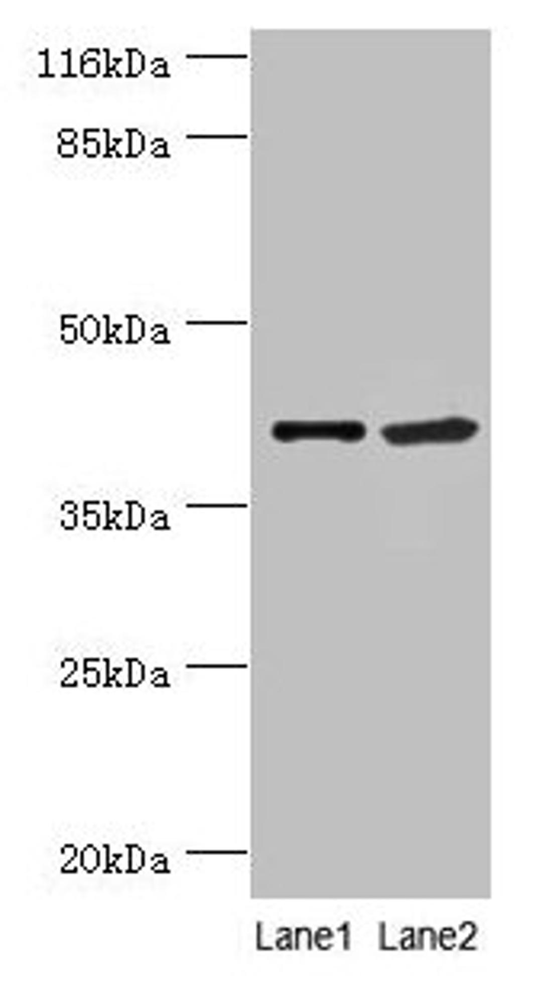 Western blot. All lanes: NUDCD3 antibody at 5µg/ml. Lane 1: 293T whole cell lysate. Lane 2: Hela whole cell lysate. Secondary. Goat polyclonal to rabbit IgG at 1/10000 dilution. Predicted band size: 41 kDa. Observed band size: 41 kDa