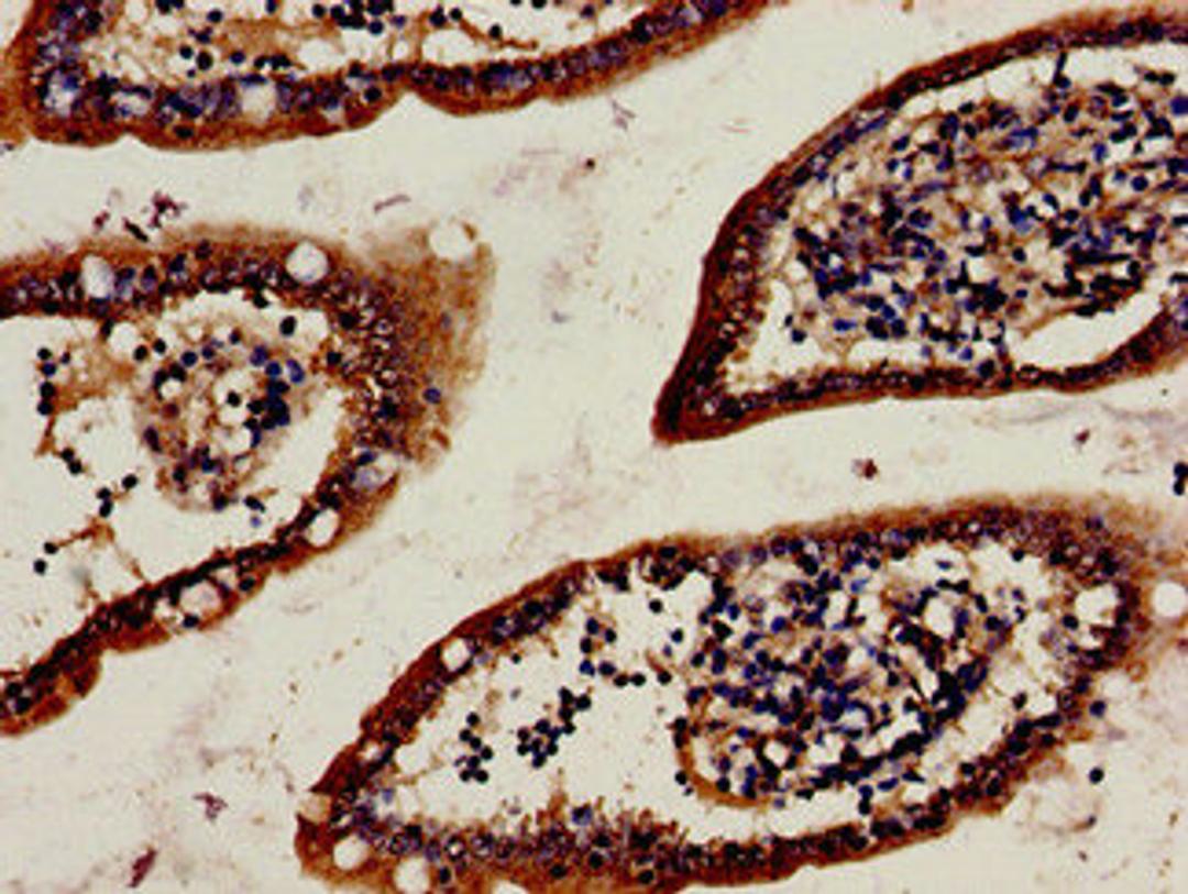 Immunohistochemistry analysis of human small intestine tissue using CSB-PA010881LA01HU at dilution of 1:100