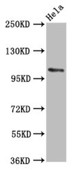 Western Blot. Positive WB detected in: Hela whole cell lysate. All lanes: PAM antibody at 5.6µg/ml. Secondary. Goat polyclonal to rabbit IgG at 1/50000 dilution. Predicted band size: 109, 97, 101, 99, 107 kDa. Observed band size: 109 kDa