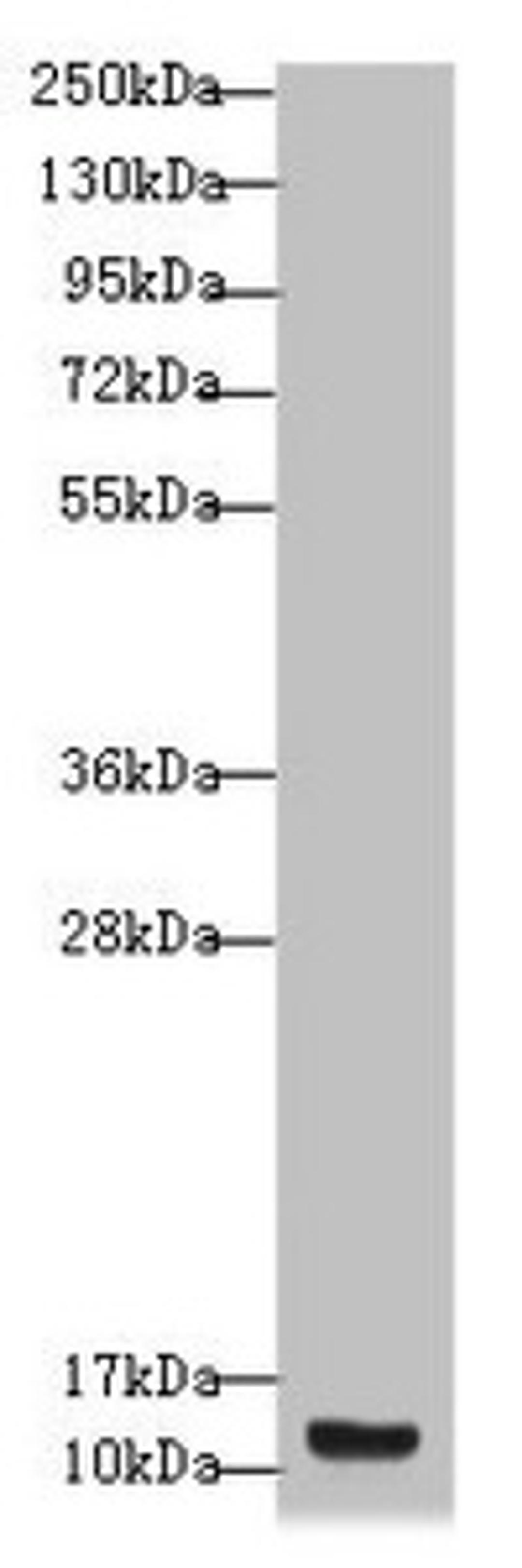 Western blot. All lanes: S100A14 antibody at 4.11µg/ml + A431 whole cell lysate. Secondary. Goat polyclonal to rabbit IgG at 1/10000 dilution. Predicted band size: 12 kDa. Observed band size: 12 kDa
