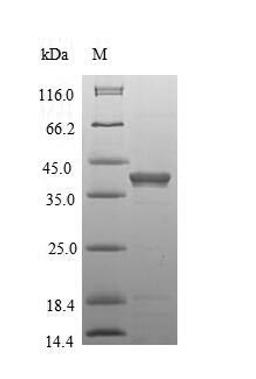 (Tris-Glycine gel) Discontinuous SDS-PAGE (reduced) with 5% enrichment gel and 15% separation gel.