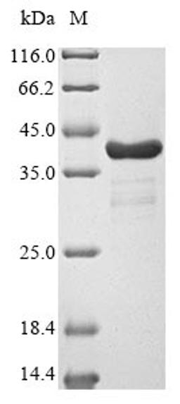 (Tris-Glycine gel) Discontinuous SDS-PAGE (reduced) with 5% enrichment gel and 15% separation gel.
