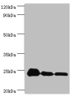 Western blot. All lanes: PPIB antibody at 9µg/ml. Lane 1: NIH/3T3 whole cell lysate. Lane 2: Hela whole cell lysate. Lane 3: HepG2 whole cell lysate. Secondary. Goat polyclonal to rabbit IgG at 1/10000 dilution. Predicted band size: 24 kDa. Observed band size: 24 kDa