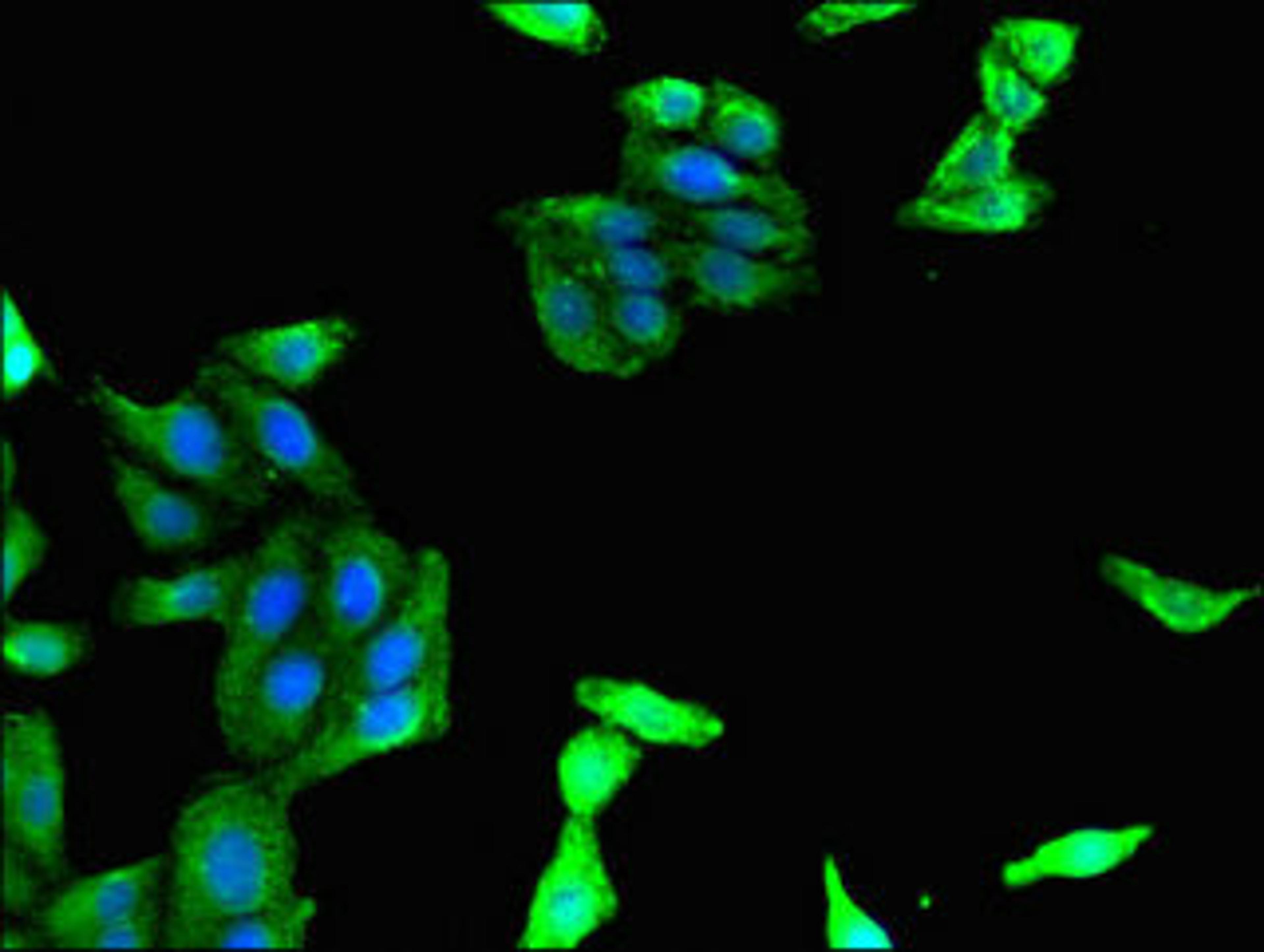 Immunofluorescent analysis of HepG2 cells using CSB-PA618776HA01HU at dilution of 1:100 and Alexa Fluor 488-congugated AffiniPure Goat Anti-Rabbit IgG(H+L)
